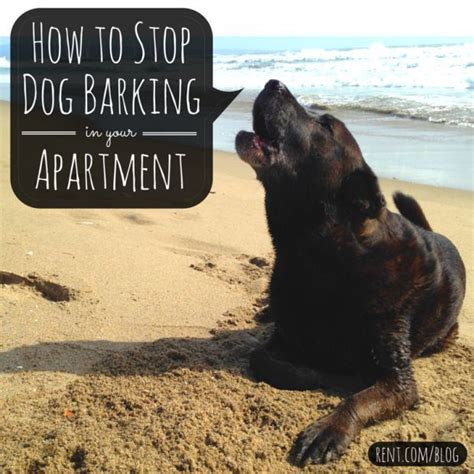 Will my dog bark too much? How to Stop Dog Barking in Your Apartment | The Rent.com ...