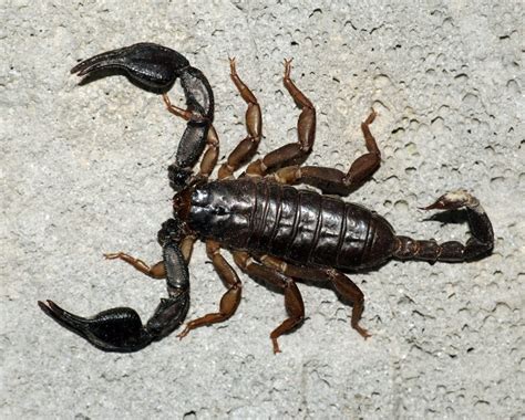 Escorpion Euscorpius Flavicaudis Aracnidos