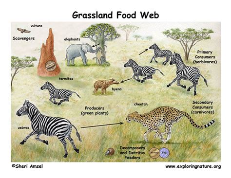 Wildlife - Savannas (Tropical Grasslands)