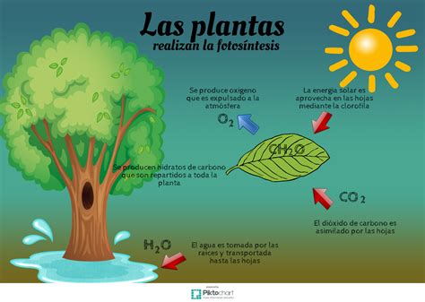 Naturblog Infografía Las Plantas Realizan La Fotosíntesis