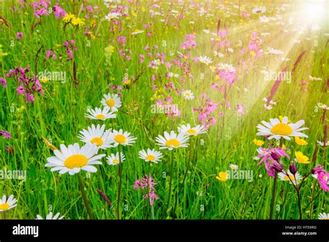 Spring Meadow With Beautiful Flowers And Sun Rays In Background Stock