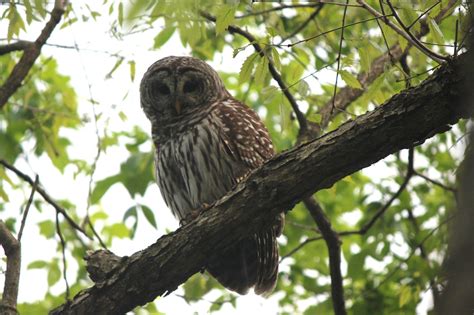 Springfield Plateau Barred Owl Nest
