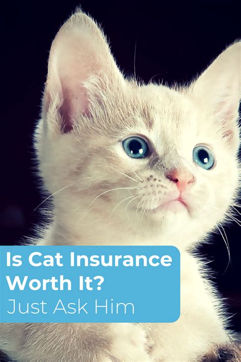 Can you easily lay out. Pet Insurance Quotes For Cats - Wayang Pets