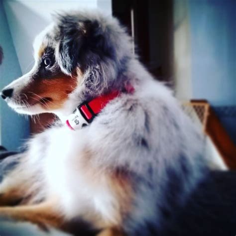 Find local australian shepherd dog puppies for sale and dogs for adoption near you. MyToyAussie.com - My Toy Aussie.com - Toy Australian ...