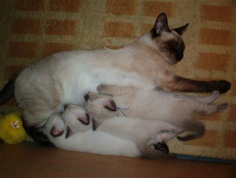 This can potentially lead to the mother cat rejecting her kittens. Newborn siamese kittens with their mom | Gatos SIAMESES ...