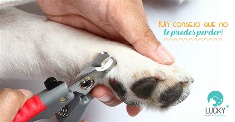 Cortar Las Uñas De Un Perro Hospital Veterinario Lucky
