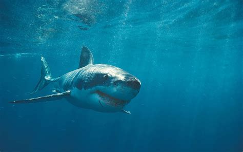 Hd Shark Wallpaper Wallpapersafari