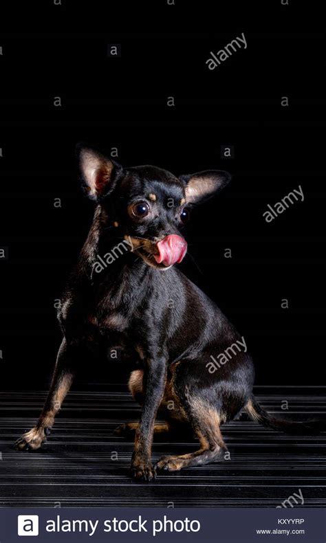 Small Black Chihuahua Dog On Black Background Stock Photo Alamy