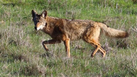 Coyote Killing Contests Banned In Oregon Opb