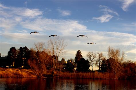 Geese Flying Over Lake Picture | Free Photograph | Photos ...