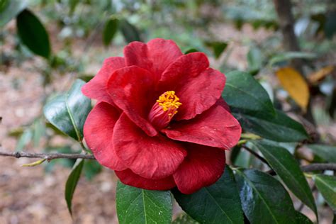 We have a variety of exotic and beautiful greenery to make your broussard & lafayette, la property bloom this year! Royal Velvet Camellia (Camellia japonica 'Royal Velvet ...