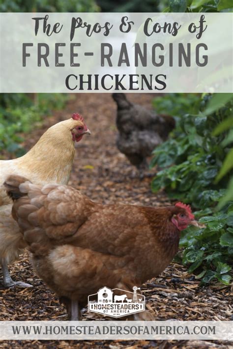 Free Ranging Chickens The Pros Vs The Cons Homesteaders Of America