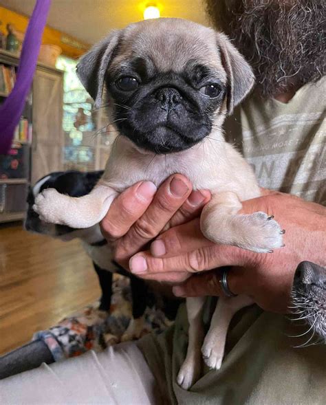 Pug Puppy Born With Rare Condition Leaves Dog With Upside Down Paws