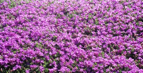 Because of this, it can survive the worst that nature can hurl at it and still fill your garden with incredible pink and purple flowers. Purple Flowering Bushes | Steve | Flickr