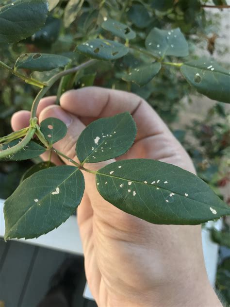 What Are These White Specks On My Rose Bush Leaves Rbotany