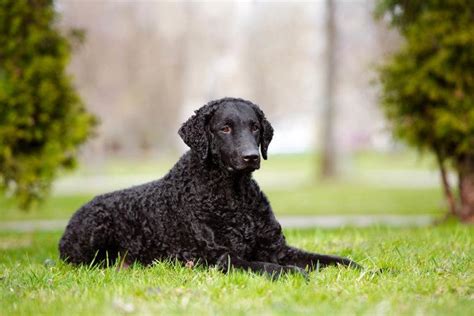 Curly Coated Retriever Breed Guide Info Pictures Care And More Pet