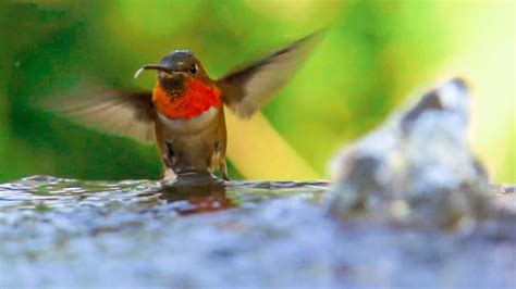 Hummingbirds Ultra Slow Motion Amazing Facts