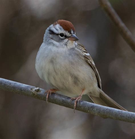 Chipping Sparrow One Of My Favorite Sparrows Middle Pat Flickr