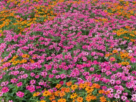 Flower Garden Stock Image Image Of Petals Land Chrysanthemums 32932899