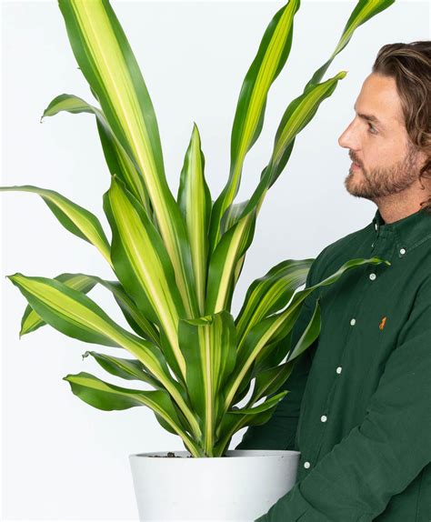 Up to 10 ft (3 m) tall light: Buy Potted Dracaena Giganta Indoor Plant | Bloomscape | Dracaena plant, Plant care, Plants