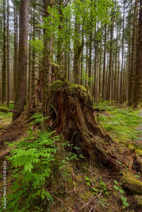 Usa Washington State New Trees Growing From Stump Of Nurse Redwood In