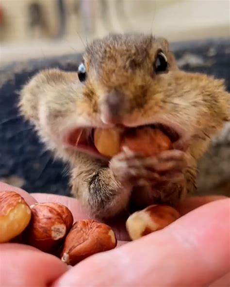 Cheeky Chipmunks Fill Their Mouths With Nuts 🥜🌰 Lets See How Many Nuts These Cheeky Chipmunks