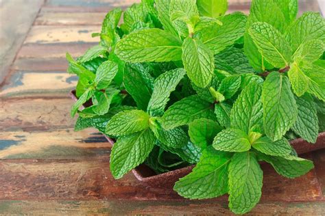Mint 11 Marvelous Health Benefits Nutritional Facts And Healthy Recipes