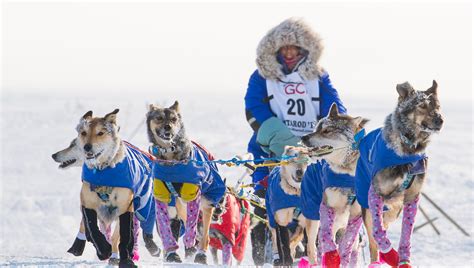 2022 Iditarod And Northern Lights Tour — Planet Earth Adventures Guided