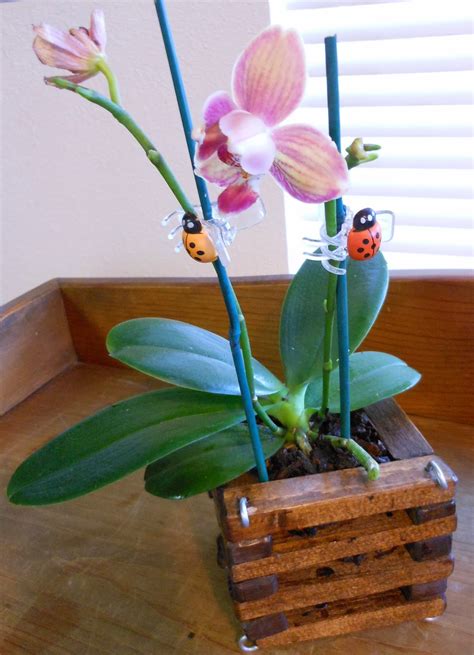 Orchid Obsession Diy Orchid Pot