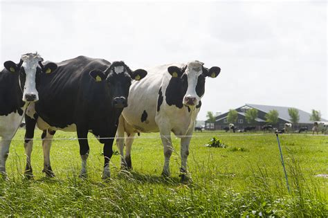 Dairy Farmers Reaping The Benefits Of Private Investment Dairy Global