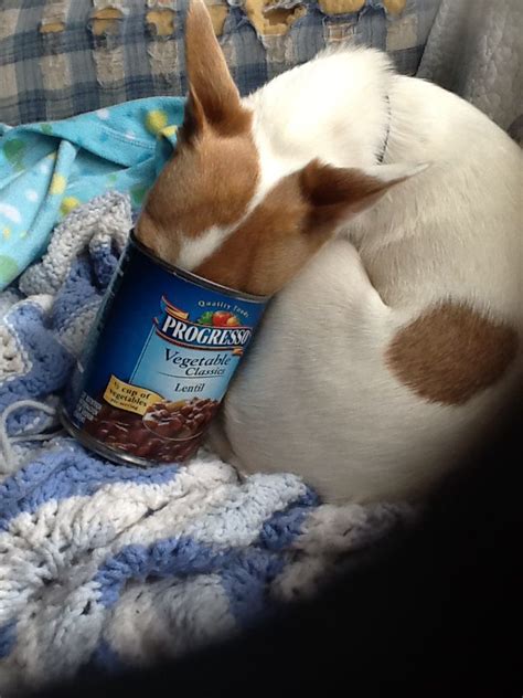 On sunday night i made a big batch of vegetarian vegetable soup. Freda got her head stuck while trying to lick a can of ...