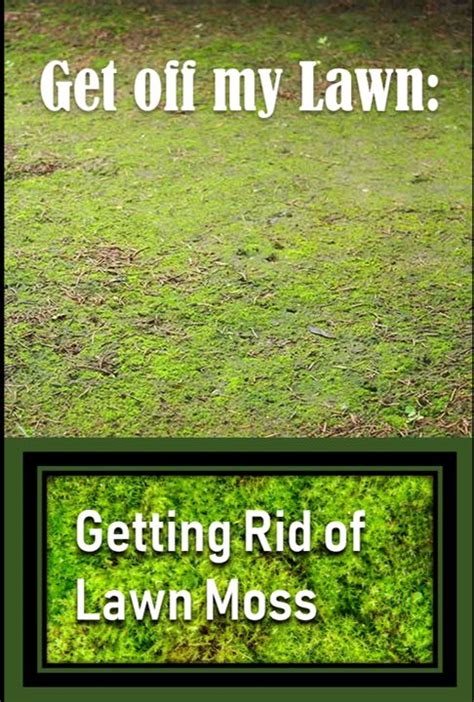 Zoysia grass seed is available on the market but will take at least 3 weeks for seeds to germinate and up to 1 year for the. How to Get Rid of Lawn Moss | Get off my lawn, Moss, How to get rid