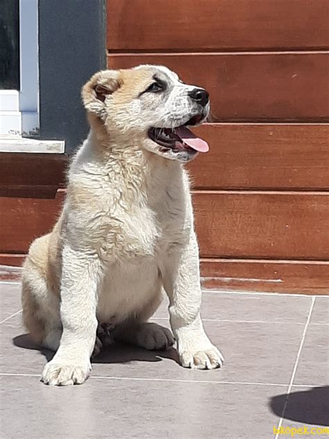 Alabay köpekleri, güçlü ve zeki yapısıyla diğer köpek ırklarından farklı olan kangal köpeklerinin atasıdır. ALABAY YAVRULARI - 241326 - bikopek.com