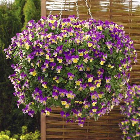 These are the best to use. Viola basket | Hanging flower baskets, Hanging plants ...