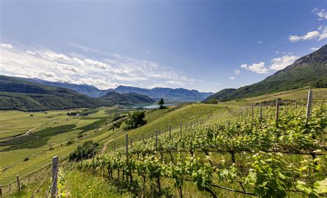 Alto Adige Wine Exquisite Wines From Northern Italy