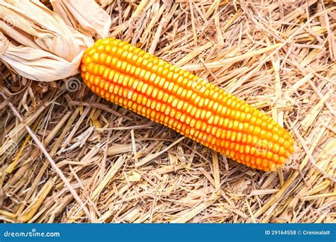 Raw Corn On Straw Stock Photo Image Of Fresh Natural 29164558