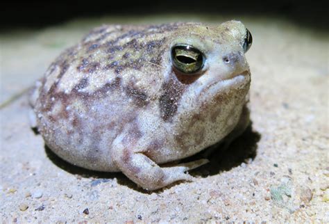 Common Rain Frog Frogs Of South Africa · Inaturalist