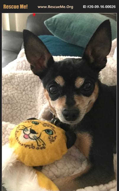 We're working with wings of rescue to help relocate over 170 animals from shelters impacted by the severe winter storms in texas. ADOPT 20091600026 ~ Chihuahua Rescue ~ Los Angeles County, CA