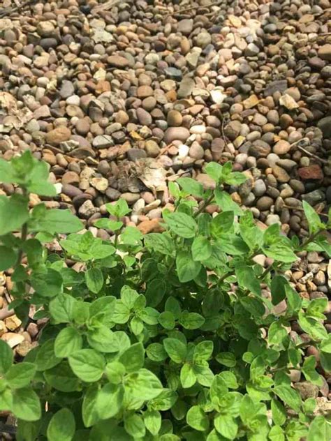 Maybe you would like to learn more about one of these? Herbs To Grow All Year Round Indoors - Homegrown Herb Garden