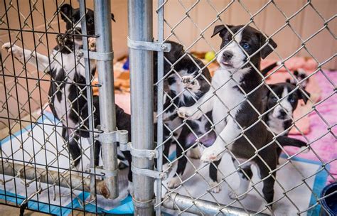 Muncie Animal Rescue Fund Redesign Would Make Dogs Feel More At Home