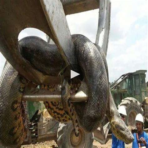 Terrifying Encounter Giant Python Strikes From Behind Forcing Man To