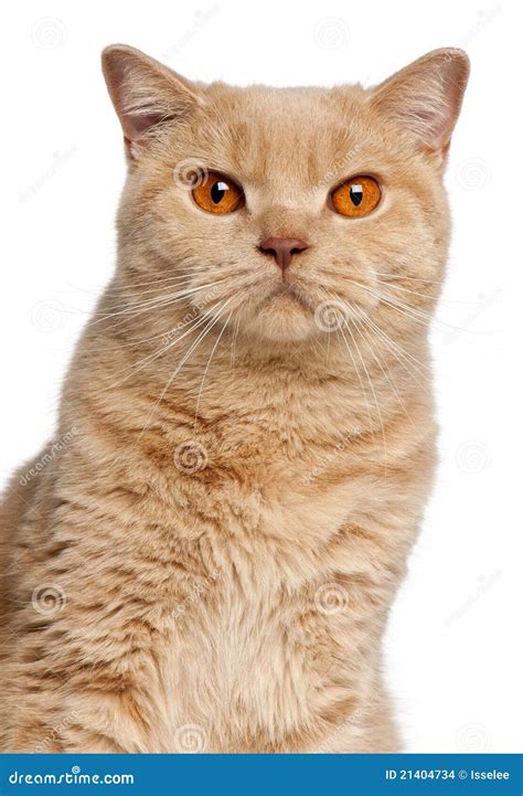 Ginger British Shorthair Cat 1 Year Old Stock Photo Image Of