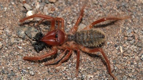 Below you can see one with camel cigarettes pack. Camel Spiders: Murderous Speed Demons of the Desert ...