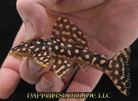 L082 Opal Spot Cigar Pleco Insanely Rare To Find These As Live Wc Fish