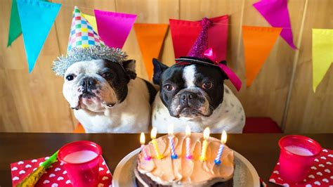 How Do You Plan A Dogs Birthday Party