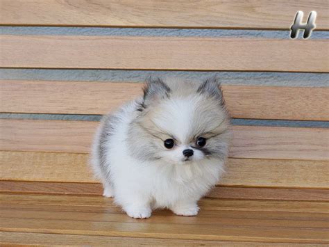 How Much Is A Teacup Pomeranian Husky Pets Lovers
