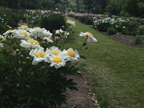 Check spelling or type a new query. Ann Arbor Peony garden. UofM Botanical Gardens | Botanical ...
