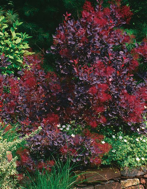 10 Shrubs For Summer Color Finegardening
