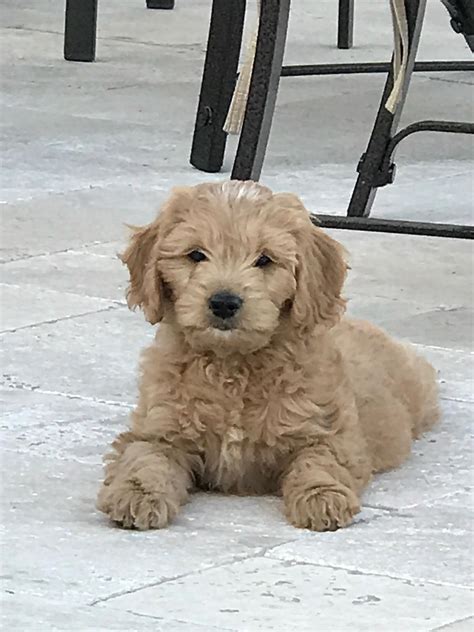 She gets a lot of ooooh's and awwww's when. My parents new 6lb mini golden doodle http://ift.tt ...