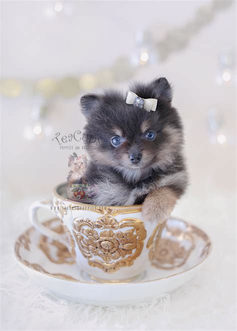 Find pomeranian puppies and breeders in your area and helpful pomeranian information. Pomeranian Puppies by TeaCups Available! | Teacups ...